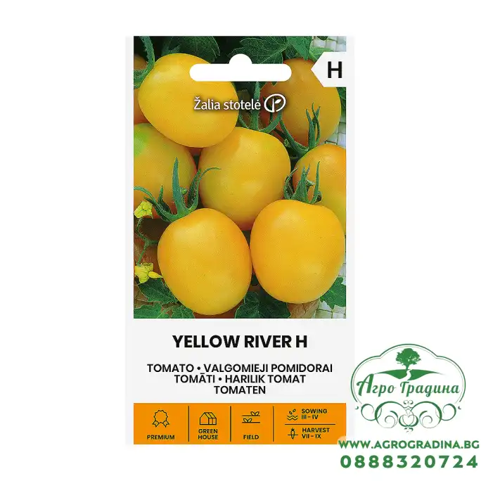 Чери домати Йелол рийвър F1 Yellow river H