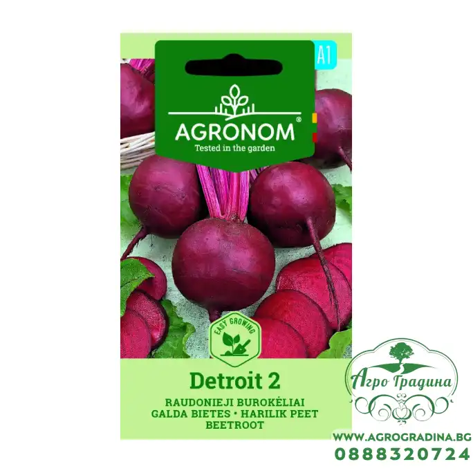 Салатно цвекло Детройт 2 Beta vulgaris L Салатно цвекло Детройт 2 Beta vulgaris L
