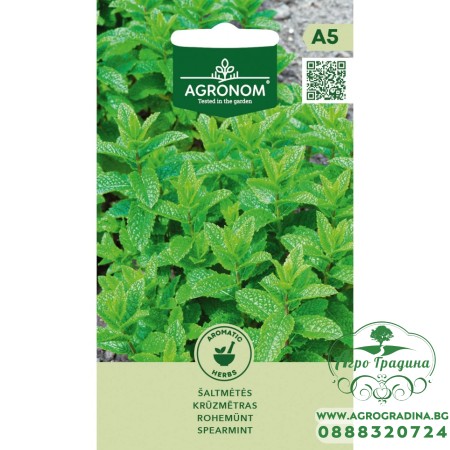 Джоджен (градинска мента) Mentha spicata