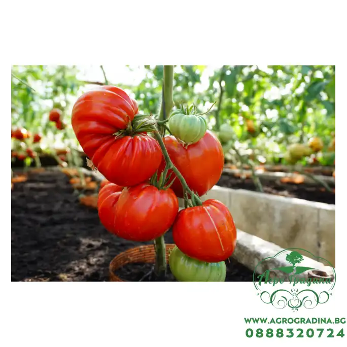 Домат Гурмандиа F1 Gourmandia H Домат Гурмандиа F1 Gourmandia H
