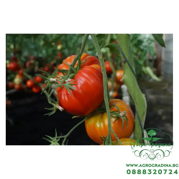 Домат Гурмандиа F1 Gourmandia H Домат Гурмандиа F1 Gourmandia H