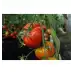 Домат Гурмандиа F1 Gourmandia H – Домати