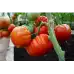 Домати Бъфалостек F1 Buffalosteak H