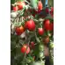Чери домати Малинови Malinowy Kapturek