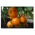Домат Жантар Jantar