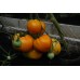 Домати Оранжево сърце / Oxheart orange
