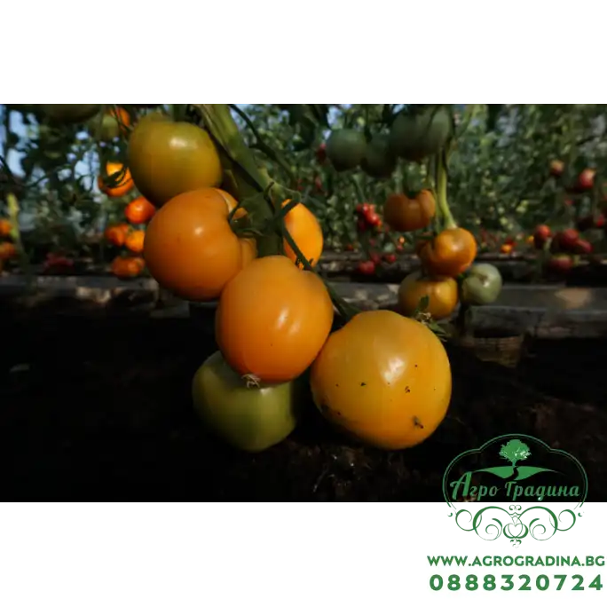 Домати Оранжево сърце Oxheart orange Домати Оранжево сърце Oxheart orange