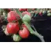 Домати Розово Чудо F1 Pink Wonder H