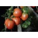 Домати Розово Чудо F1 / Pink Wonder H