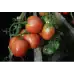 Домати Розово Чудо F1 Pink Wonder H
