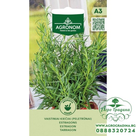 Естрагон / Artemisia dracunculus