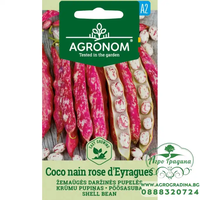 Фасул за зрял Коко Розе Coco Nain Rose Deyragues (храстовиден с шарено розово–бяло зърно)