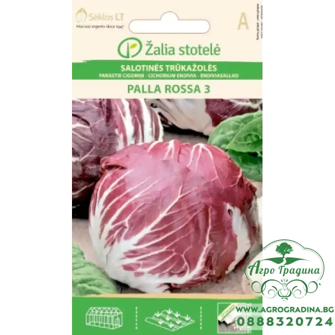 Италианска Цикория тип глава Palla Rossa 3 Италианска Цикория тип глава Palla Rossa 3