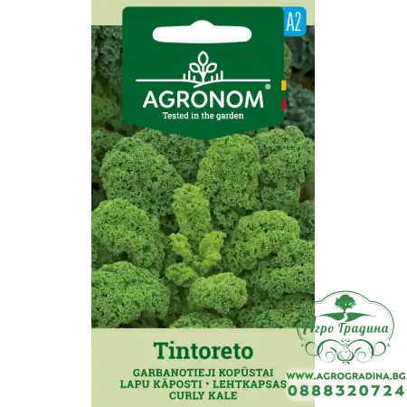 Кейл къдрав Тинторето / Tintoreto