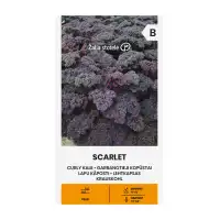 Кейл къдрав Скарлет Skarlet