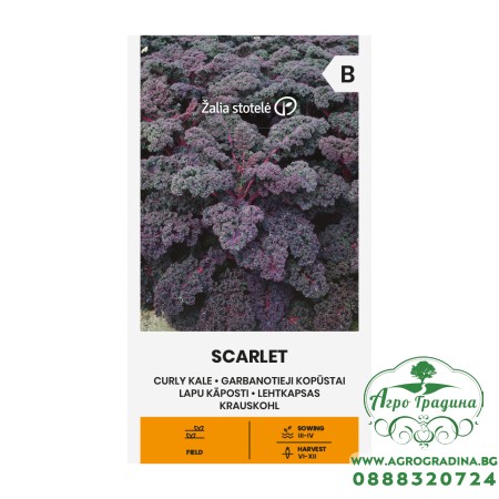 Кейл къдрав Скарлет Skarlet