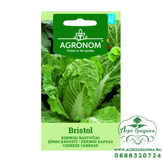 Китайско зеле Бристол Bristol