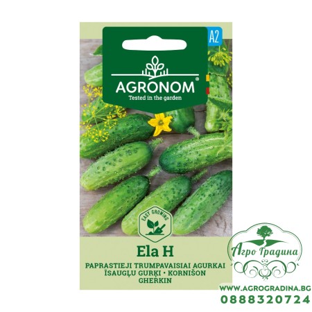 Корнишони Ела F1 Ela H