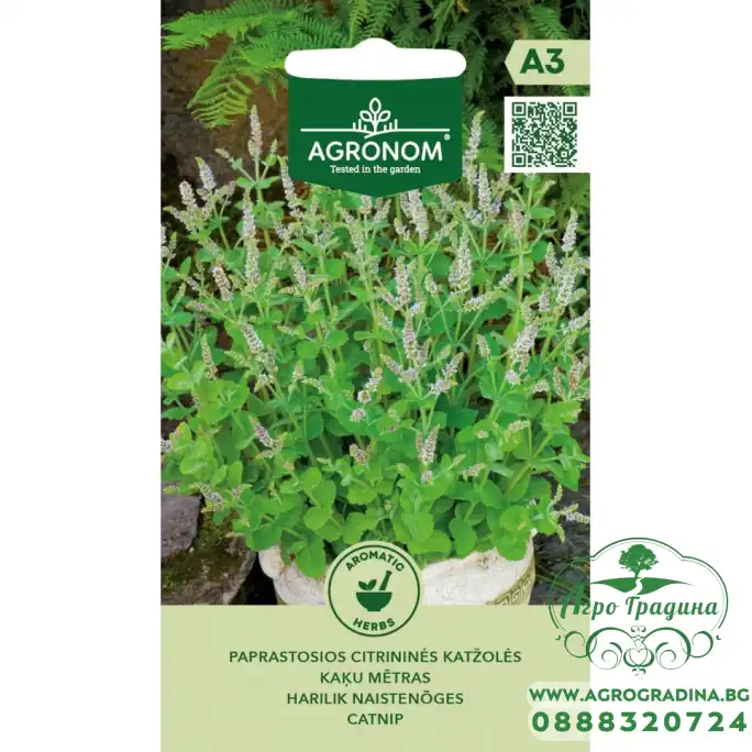 Непета (Котешка трева Коча билка) Nepeta cataria