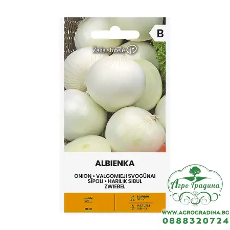 Лук Албиенка Allium cepa L Albienka