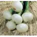 Лук Де Барлета Allium cepa L De Barletta