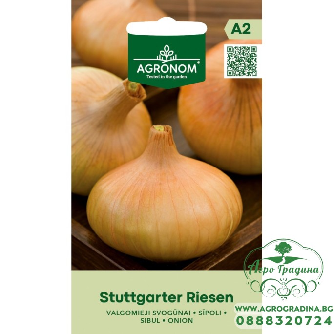 Лук Stuttgart Riesen Лук Stuttgart Riesen