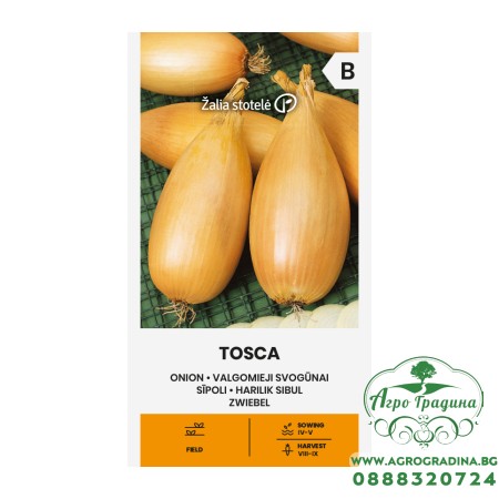 Лук Тоска Allium cepa L Tosca