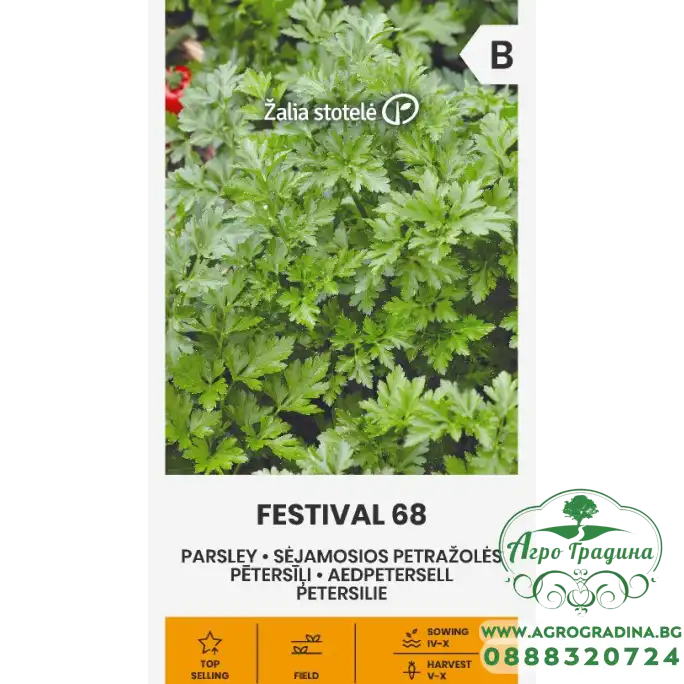 Магданоз Фестивал 68 Festival 68