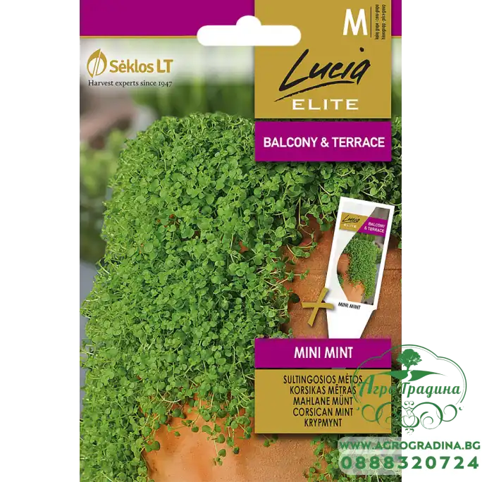 Мента Корсиканска Мини Mentha requienii