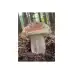 Мицел за Манатарка (Boletus edulis)