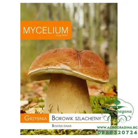 Мицел за Манатарка (Boletus edulis)