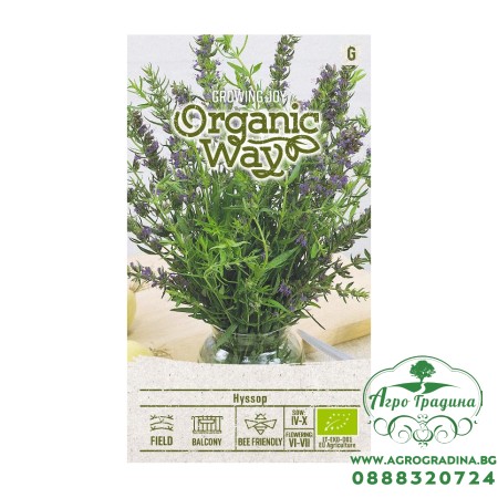 Органик Исоп Hyssopus officinalis