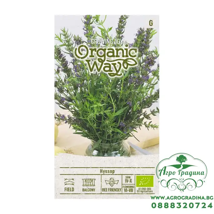 Органик Исоп Hyssopus officinalis Органик Исоп Hyssopus officinalis