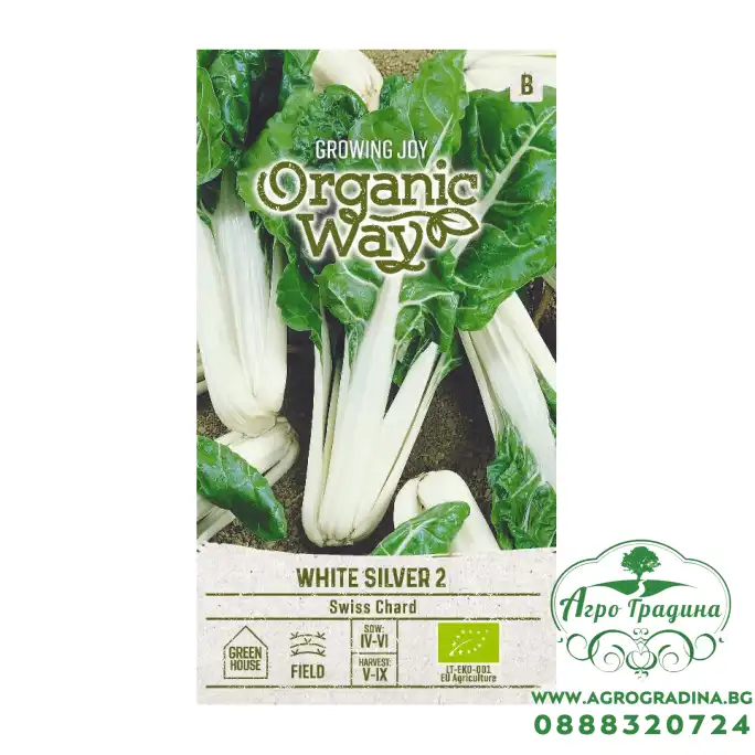 Органик Манголд Сребристо бял 2 Beta vulgaris L White silver 2