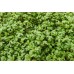 Органик семена Микро Крес Калигола /  Lepidium sativum L - Urban garden
