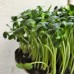 Органик семена Микро Слънчоглед Тини Стар /  Helianthus annuus L - Urban garden