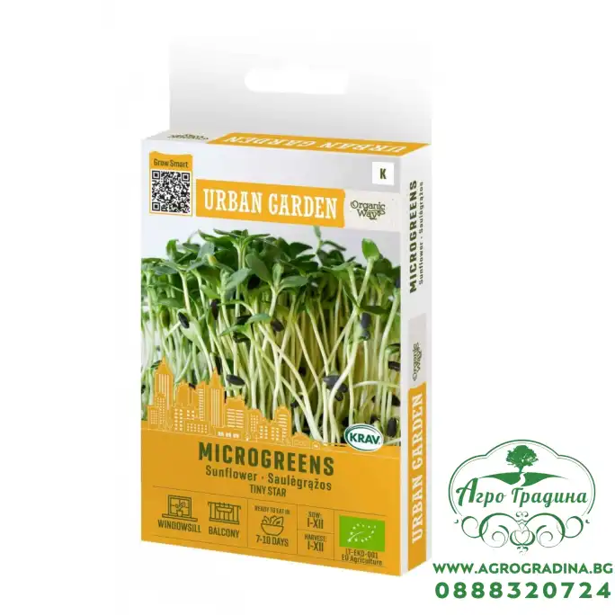 Органик семена Микро Слънчоглед Тини Стар Helianthus annuus L - Urban garden