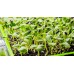 Органик семена Микро Слънчоглед Тини Стар Helianthus annuus L - Urban garden – БИО семена