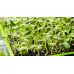 Органик семена Микро Слънчоглед Тини Стар Helianthus annuus L - Urban garden – БИО семена