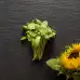 Органик семена Микро Слънчоглед Тини Стар Helianthus annuus L - Urban garden – БИО семена