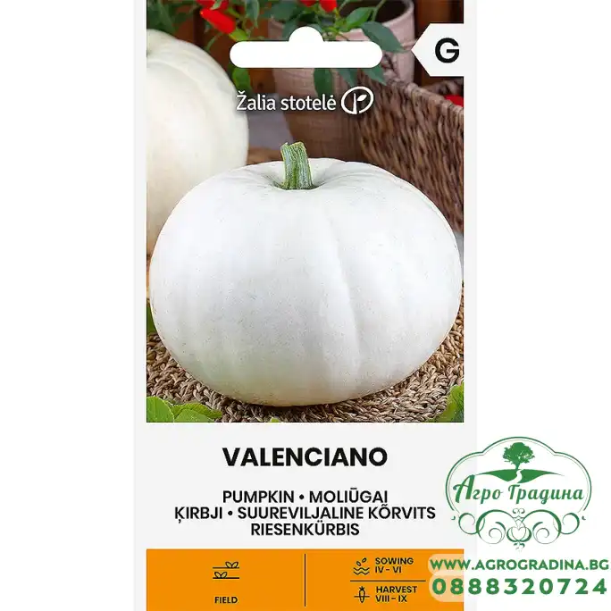 Тиква Валенсиано / Cucurbita maxima Duchesne