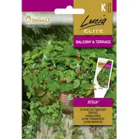 Ягоди Алпийски Атила Fragaria vesca