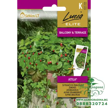 Ягоди Алпийски Атила Fragaria vesca