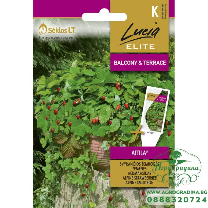 Ягоди Алпийски Атила Fragaria vesca