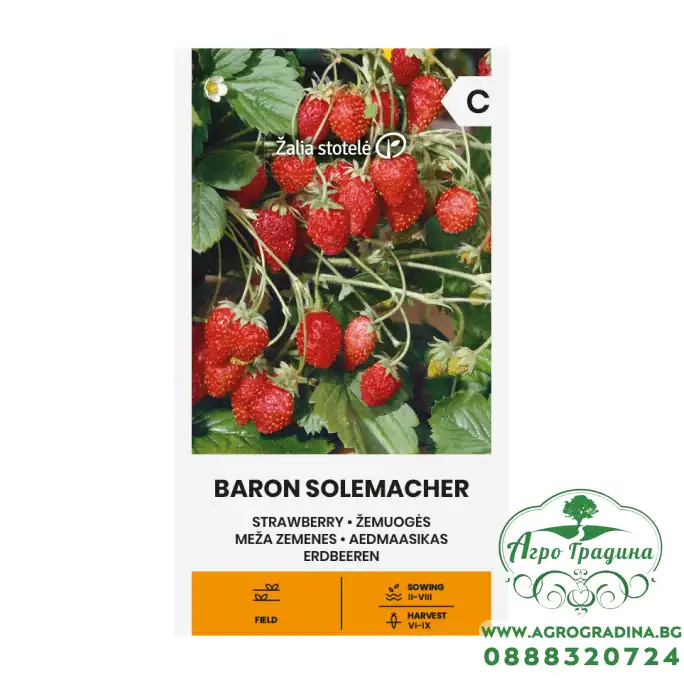 Ягоди Барон Солемахер Fragaria vesca Baron Solemacher