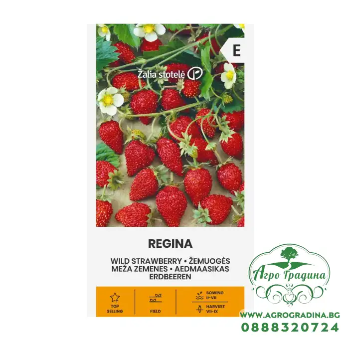 Ягоди Регина Fragaria vesca