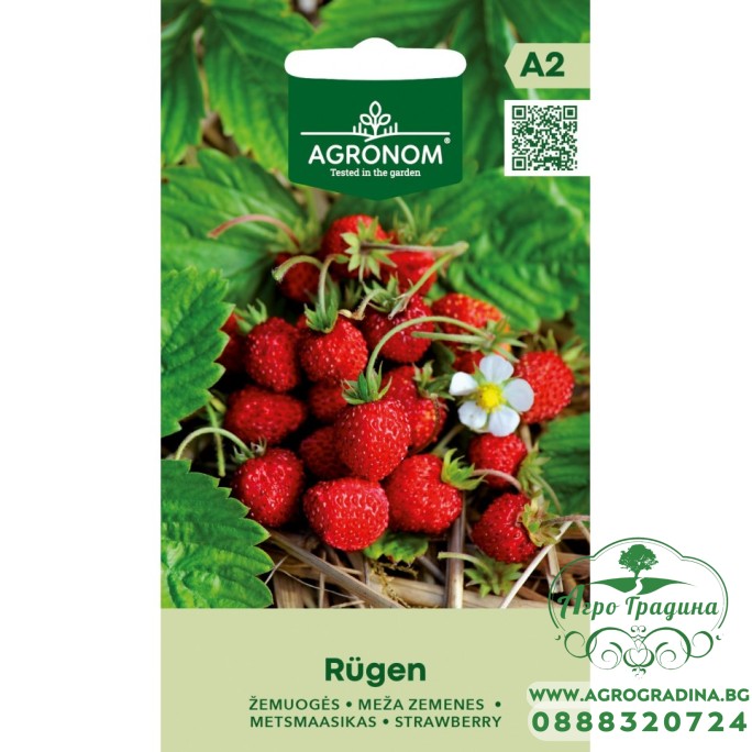 Ягоди Рюген Fragaria vesca L