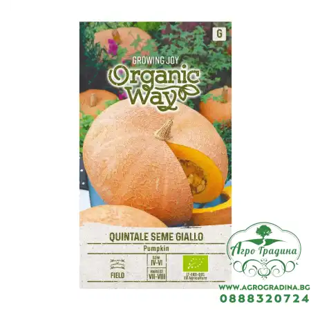Органик семена Тиква Кинтале семе джиало / Cucurbita maxima 
