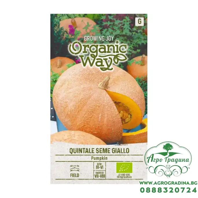 Органик семена Тиква Кинтале семе джиало / Cucurbita maxima 