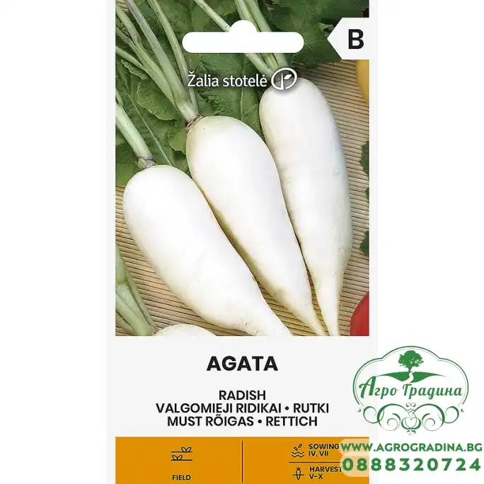 Репички Агата Agata